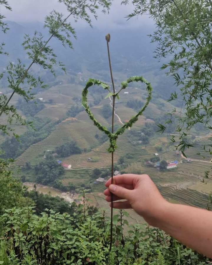 Cœur de feuille au-dessus d'une vue panoramique de champs en terrasses.