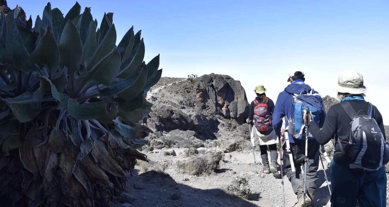 Randonneurs marchant le long d'un sentier de montagne avec une plante géante sur la gauche.