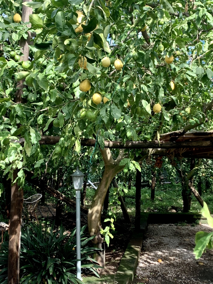 Des citronniers dans un bosquet à l'ambiance rustique.