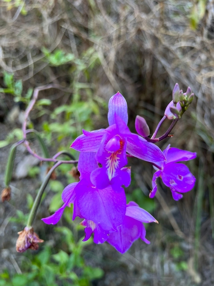 Gros plan d'une orchidée violette éclatante.