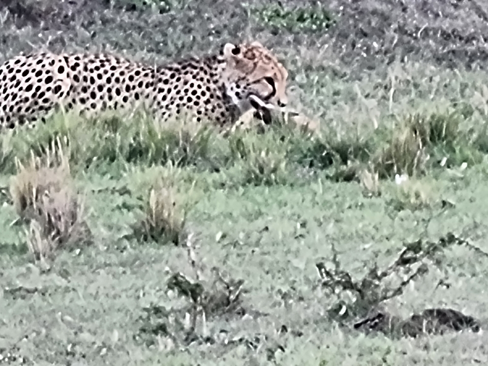 Blurry image of a cheetah with prey.