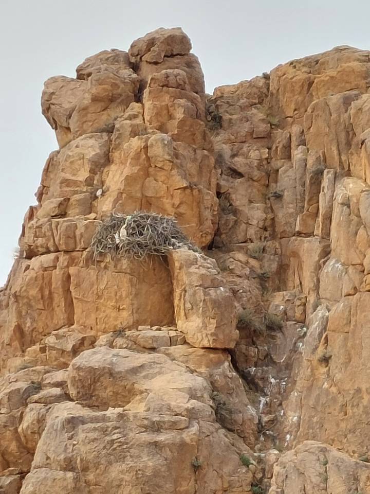 Nid d'oiseau sur une falaise rocheuse.