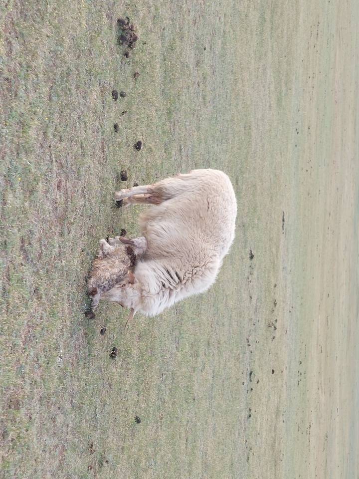 Chevaux avec un poulain dans un paysage désertique.