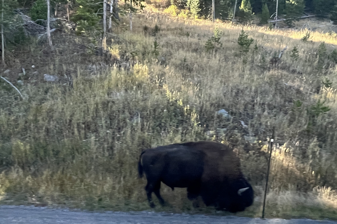 Un bison marchant dans un champ.