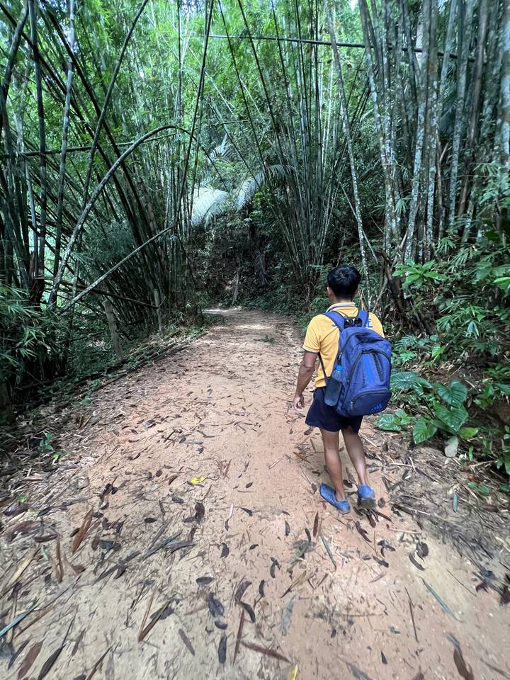 Person walking down a trail in a dense forest.
