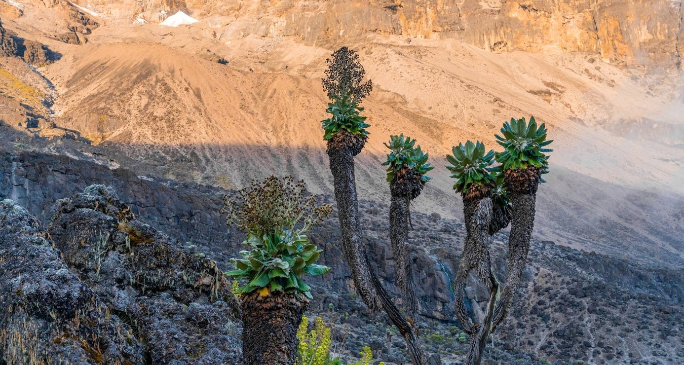 Flore unique sur un paysage montagneux en plein jour.