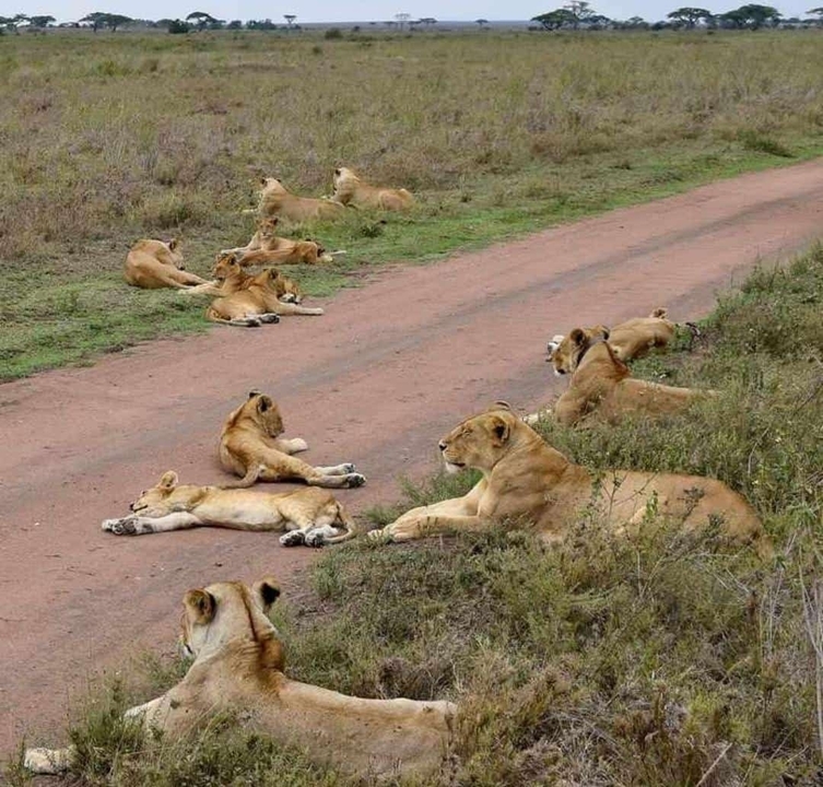 Groupe de lions se reposant sur un sentier de terre dans un parc national.