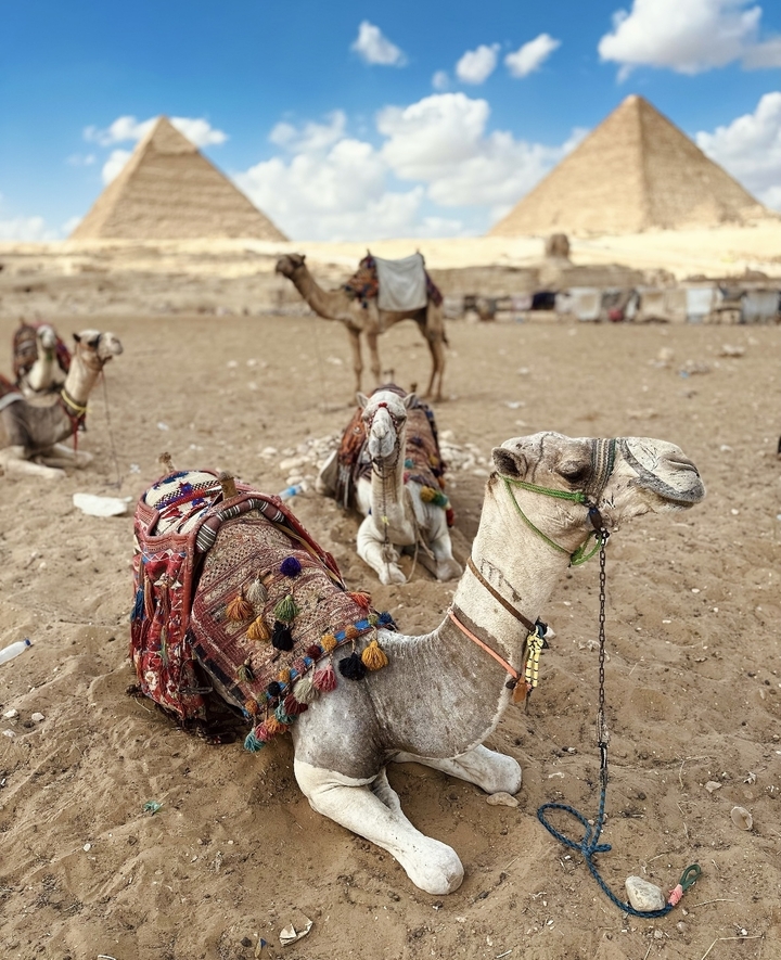 Chameaux se reposant dans un paysage désertique de sable.