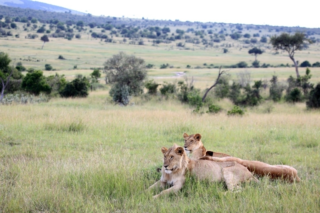 Des lions se reposant dans un vaste paysage de savane.