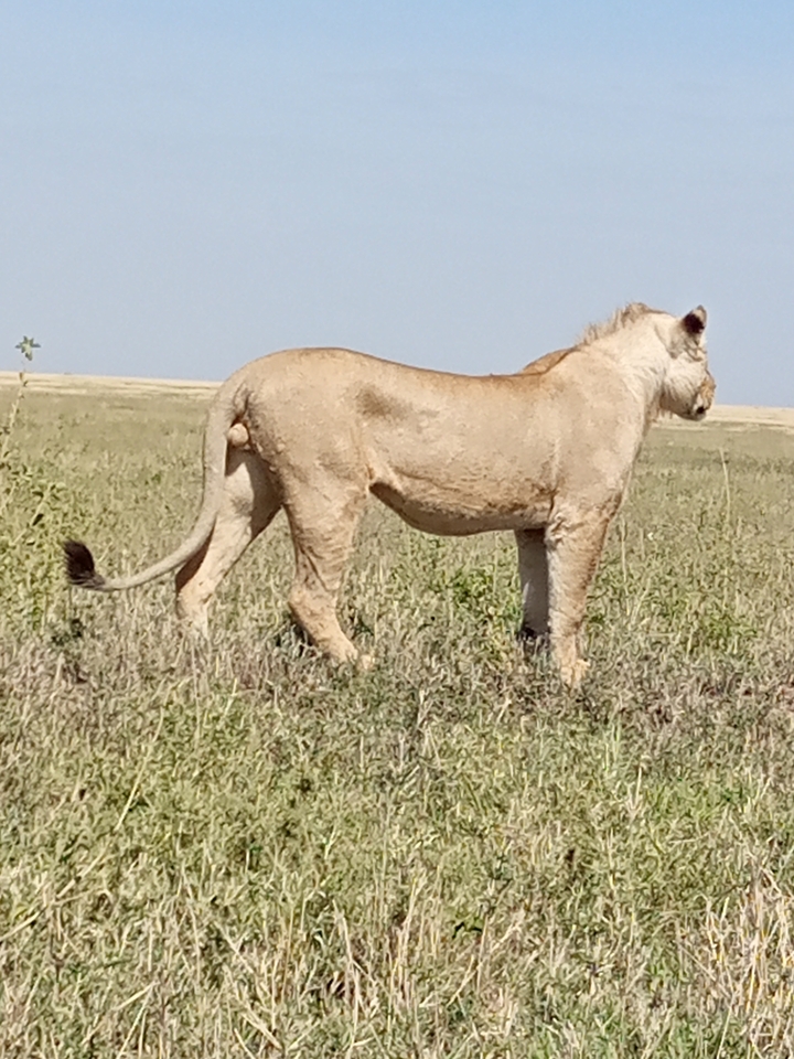 Lion debout dans un champ herbeux avec un ciel dégagé.