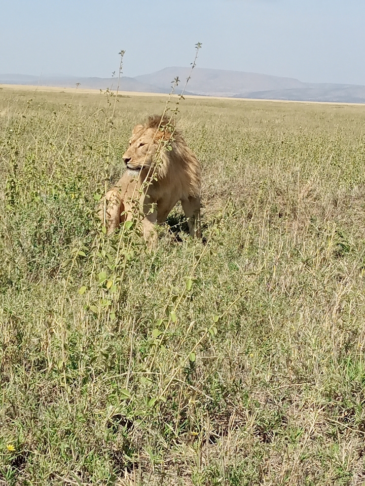 Lion couché dans un champ herbeux regardant autour de lui.