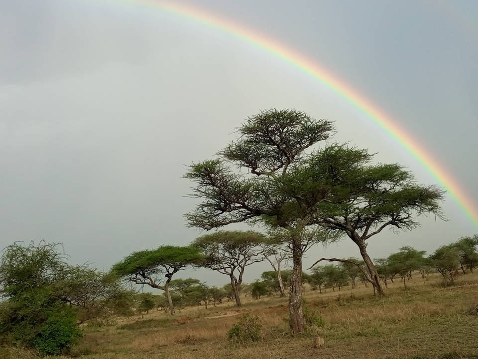 Arc-en-ciel surplombant des acacias dans un paysage de savane.
