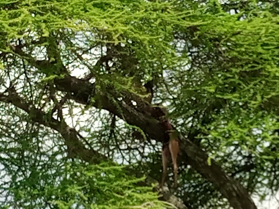 Arbre aux branches denses se détachant sur un ciel lumineux.