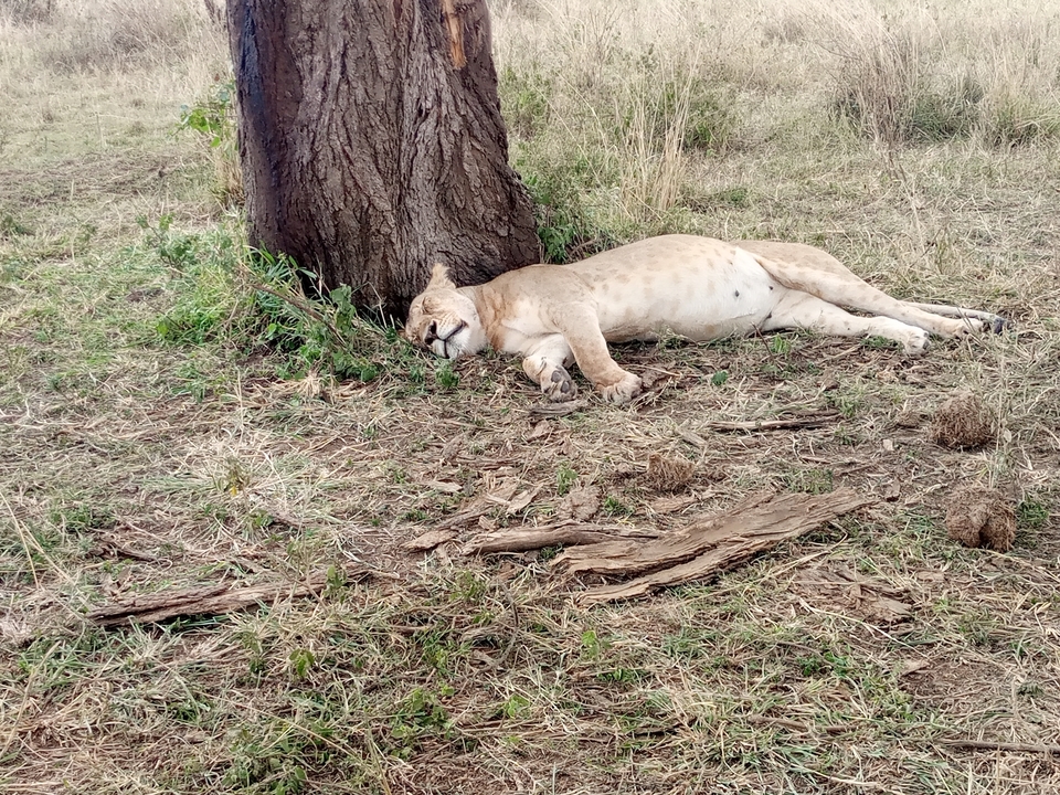 Lionne se reposant sous un arbre sur de l'herbe sèche.