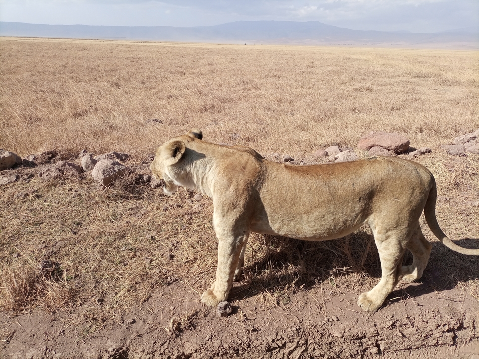 Lion debout sur une plaine herbeuse avec des collines au loin.