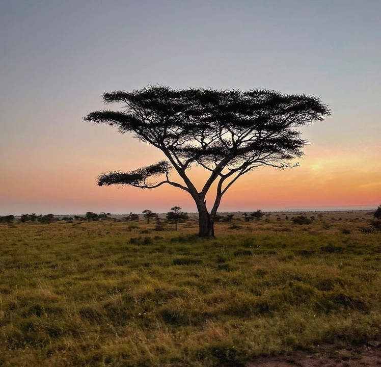 Silhouette d'un acacia contre un ciel coloré au coucher du soleil.