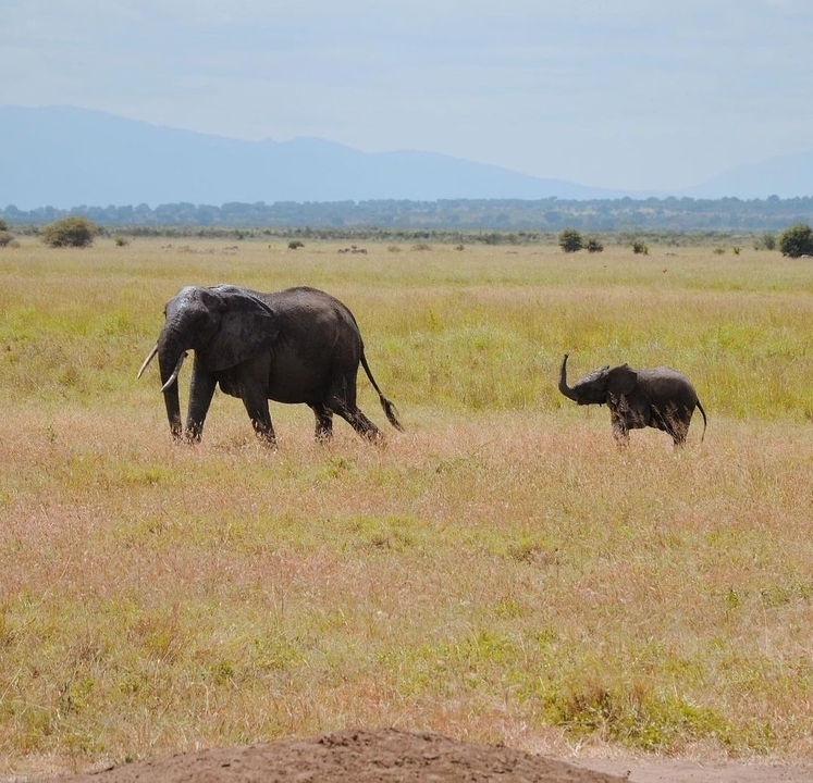 Éléphant and veau marchant à travers une prairie.
Wait, let me correct that - "calf" in the context of an elephant should be "éléphanteau" (baby elephant), not "veau" (which is specifically a baby cow).
Éléphant et éléphanteau marchant à travers une prairie.