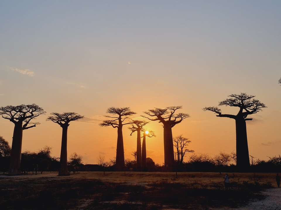Silhouette des baobabs sur fond de coucher de soleil.