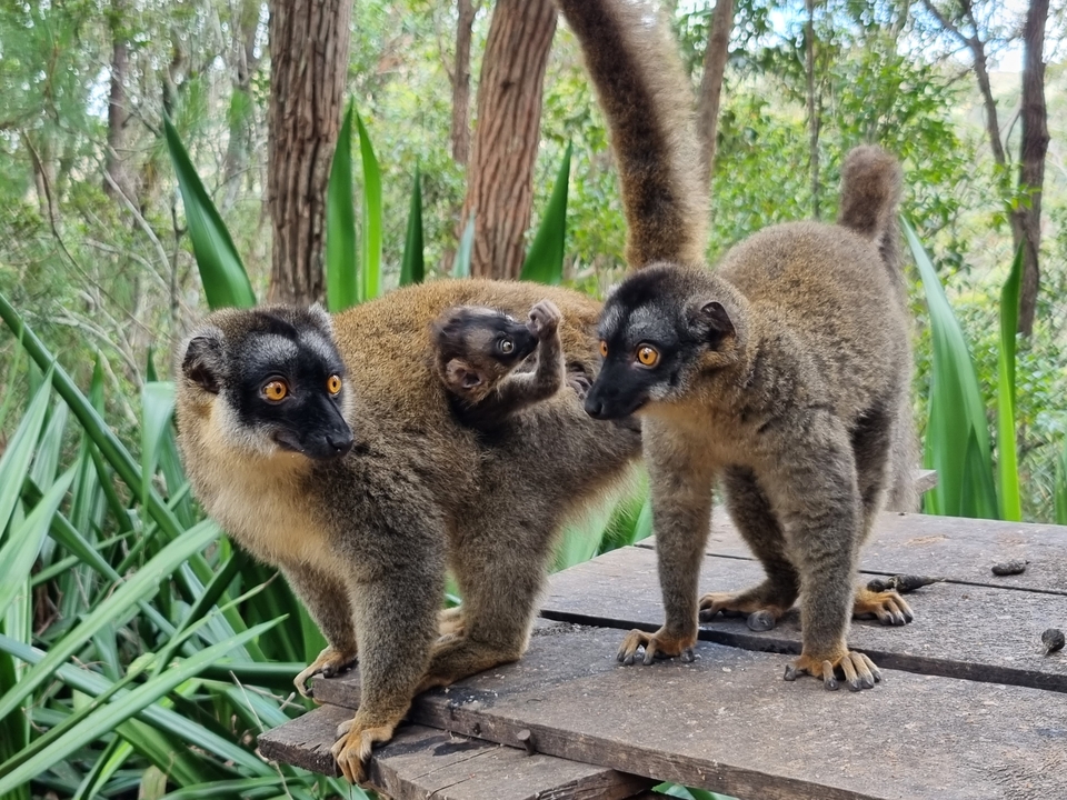 Une famille de lémuriens sur une plateforme en bois.