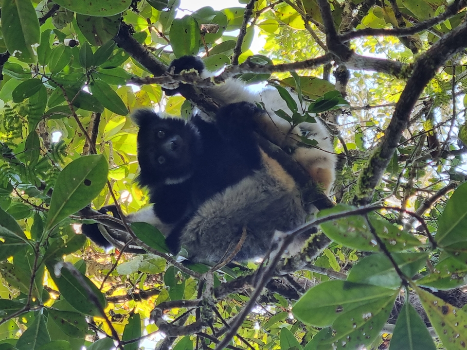 Un lémurien allongé sur une branche d'arbre.