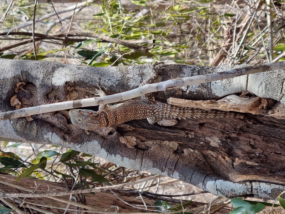 Un lézard sur un tronc d'arbre dans une forêt.
