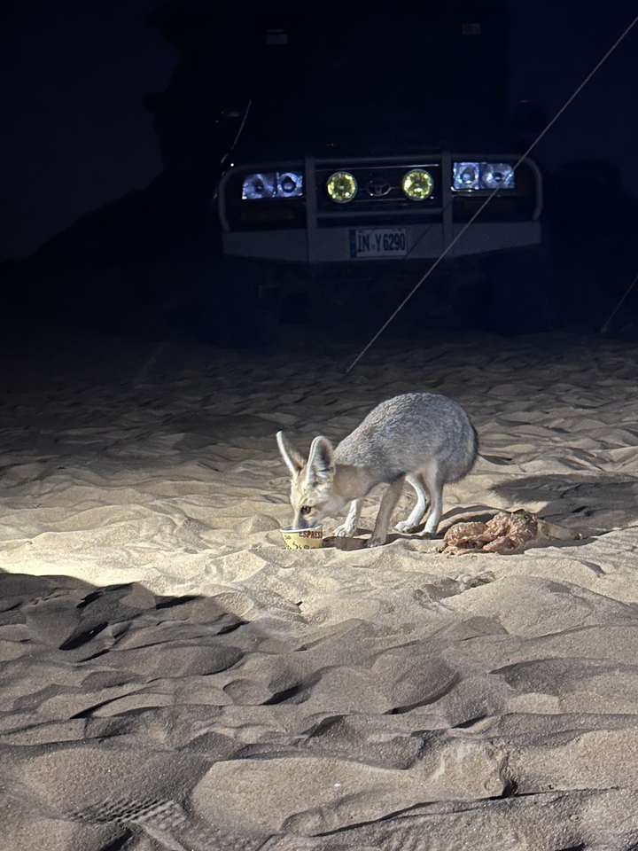 Fennec mangeant dans le sable du désert la nuit.