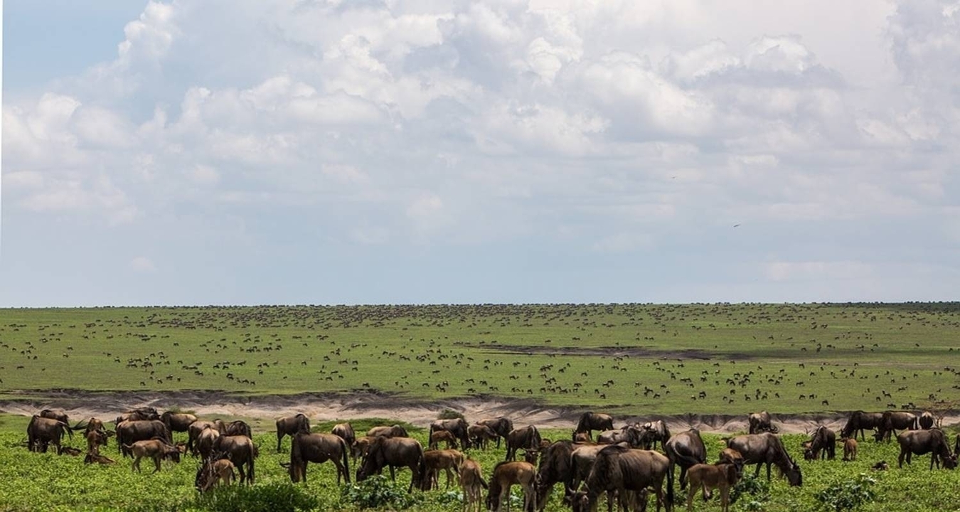 Un grand troupeau de gnous qui broutent dans une plaine de la savane.