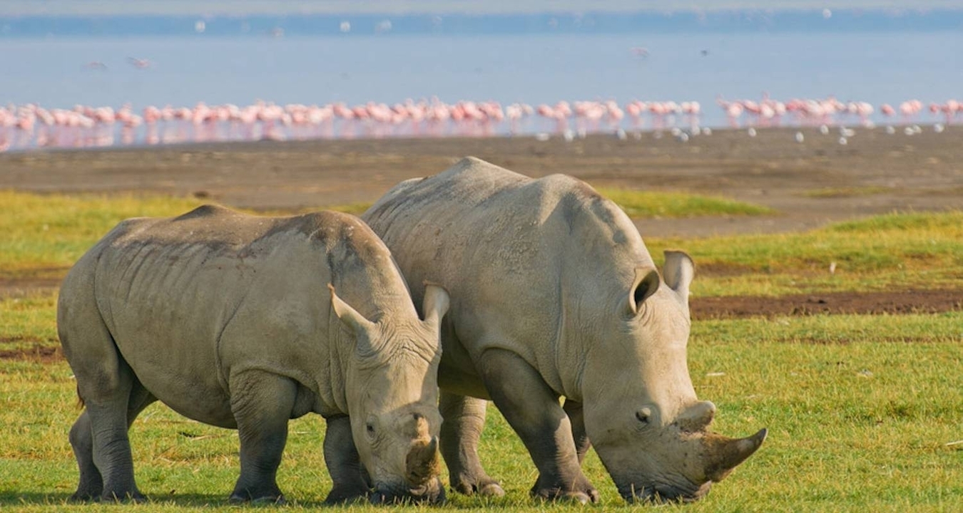 Deux rhinocéros broutant avec un lac et des flamants roses en arrière-plan.