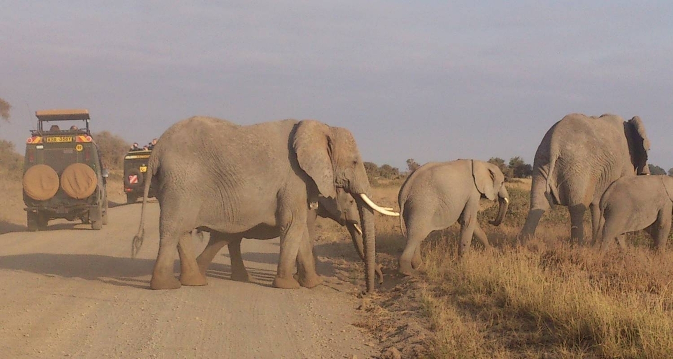 Éléphants traversant une route de terre avec des véhicules de safari à proximité.