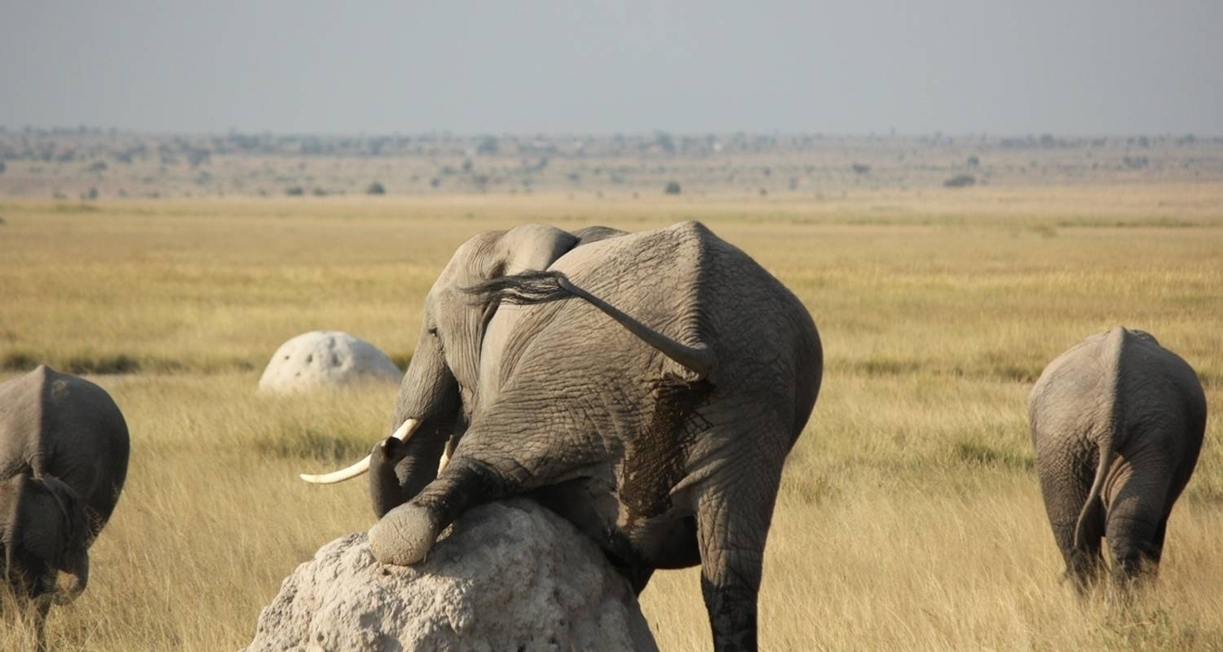 Un éléphant appuyé contre un rocher dans un paysage de savane.