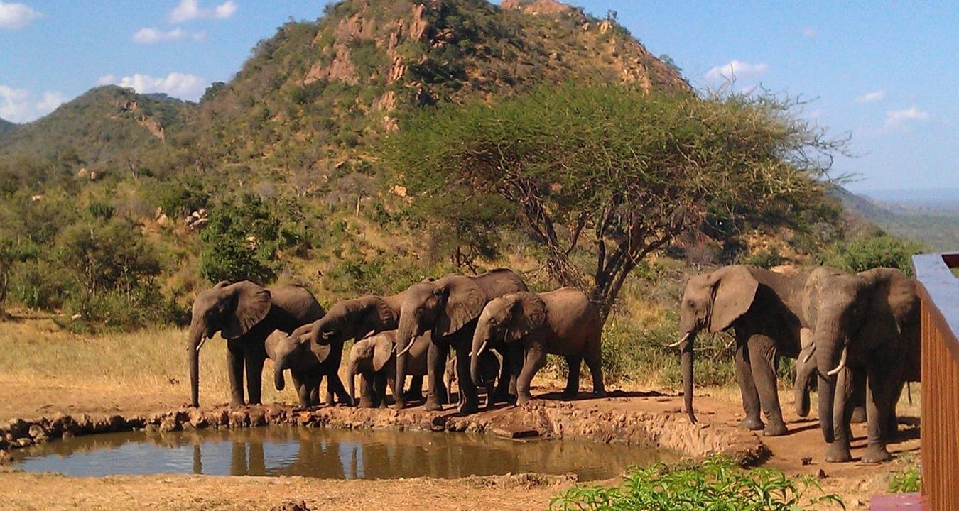 Un troupeau d'éléphants s'abreuvant à un point d'eau avec des collines en arrière-plan.