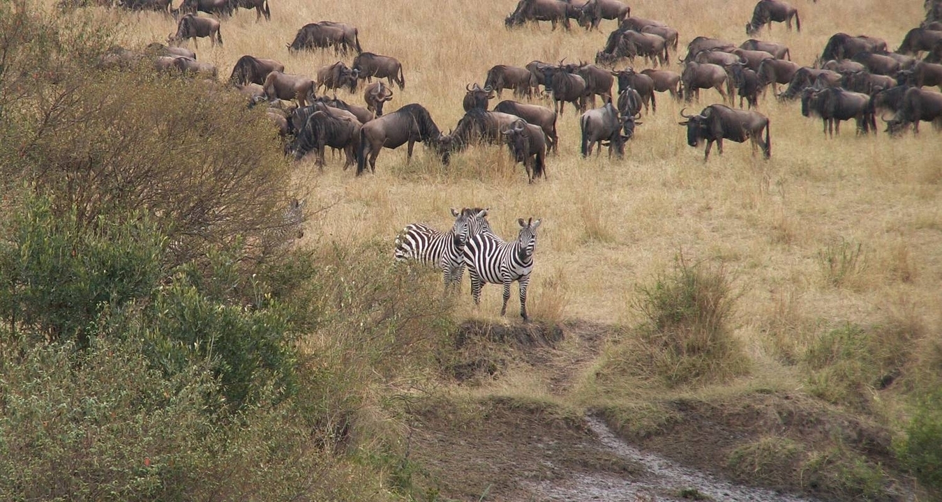 Des zèbres et des gnous broutant dans un champ herbeux de la savane.