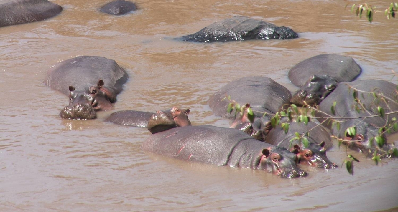 Des hippopotames partiellement immergés dans l'eau au bord d'une rivière.