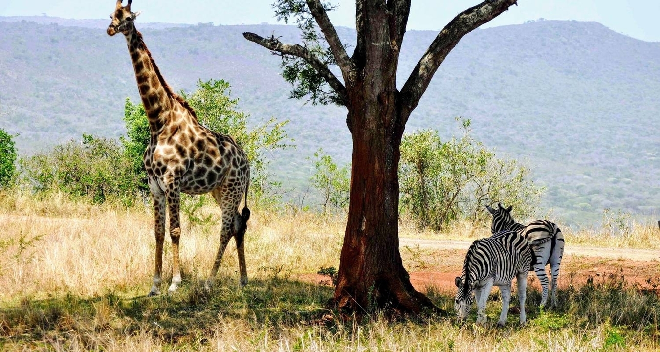 Une girafe et des zèbres broutant sous un arbre dans un paysage vallonné.