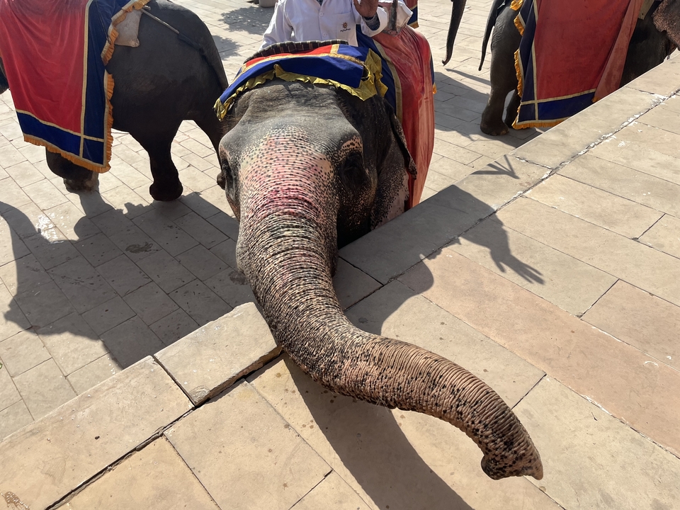 Éléphant avec un tissu décoratif sur le dos se penchant par-dessus une barrière en pierre.