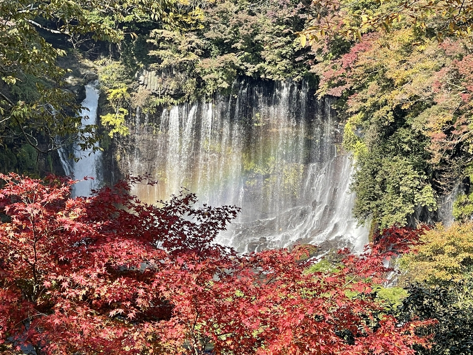A waterfall surrounded by lush foliage and red leaves.