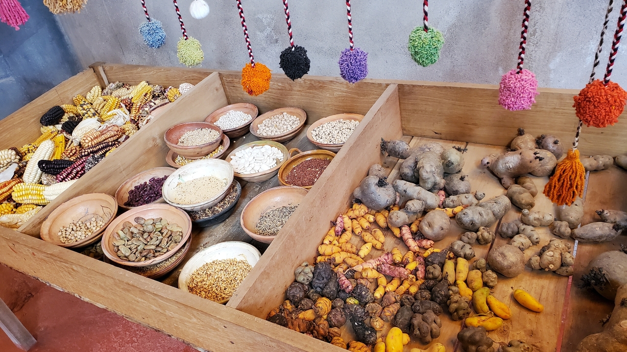 Display of various corn, grains, and potatoes in a market setting.