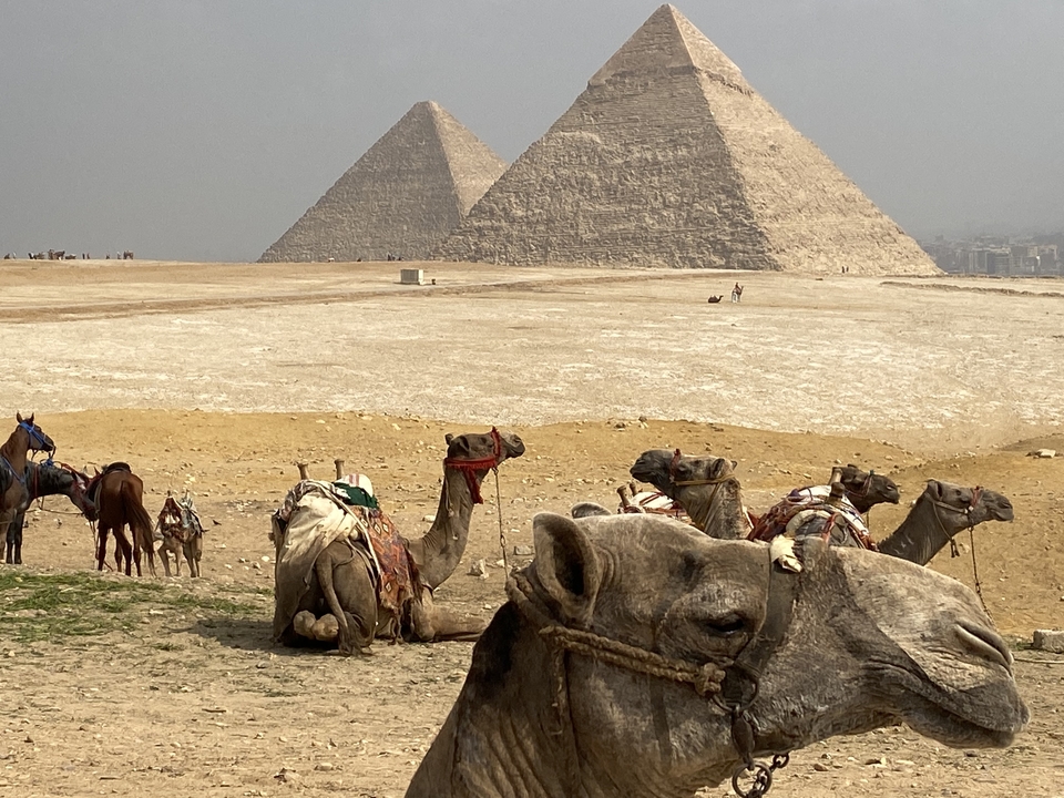 Chameaux se reposant dans le désert avec les pyramides de Gizeh en arrière-plan.