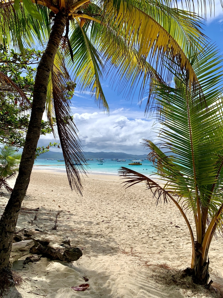 Plage tropicale avec eau turquoise et palmiers.