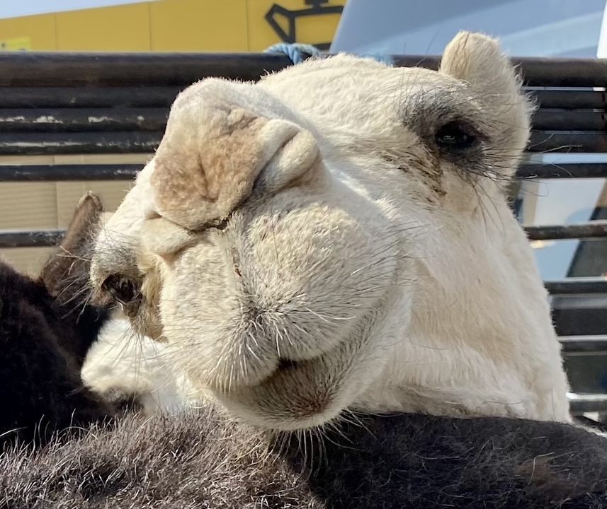 Gros plan du visage d'un chameau.