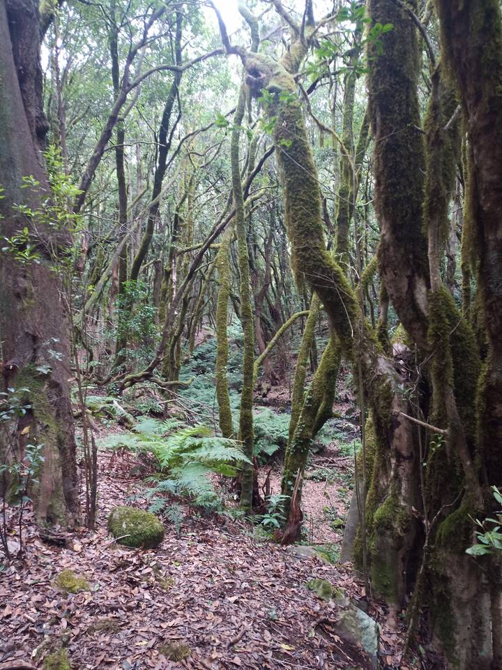 Forêt avec des arbres densément couverts de mousse et des fougères.
