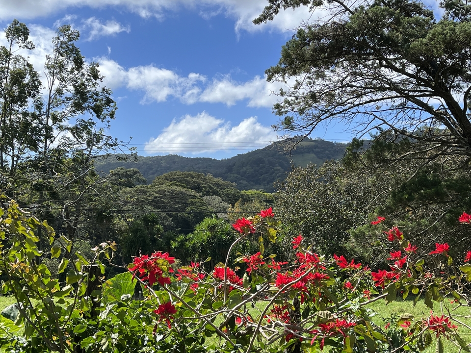 Paysage pittoresque avec des fleurs rouges et des collines lointaines.