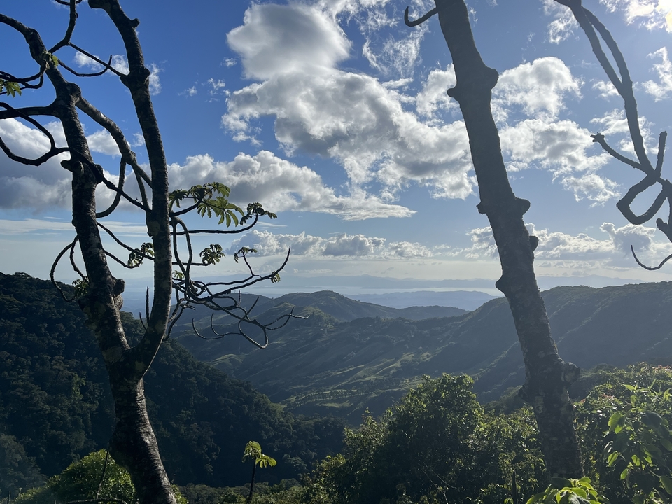 Paysage montagneux vu à travers les branches d'arbres.