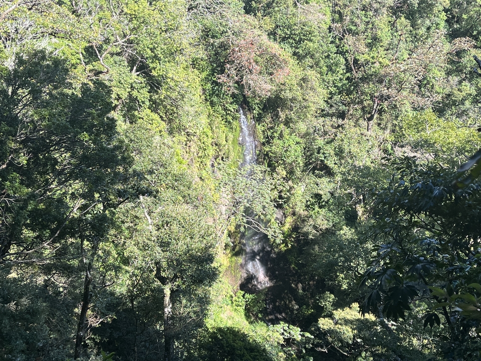 Cascade cachée dans un feuillage vert luxuriant.