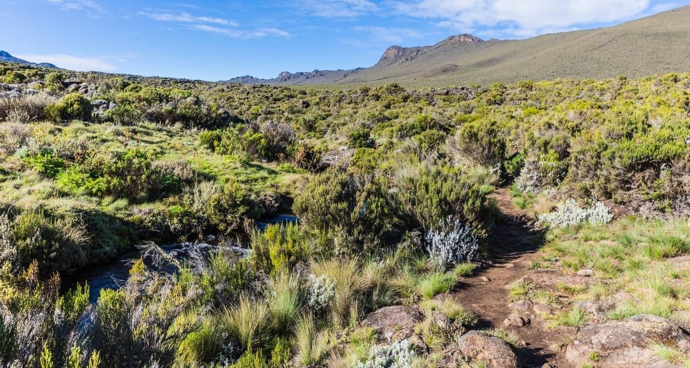 Paisaje con vegetación y una cordillera distante.