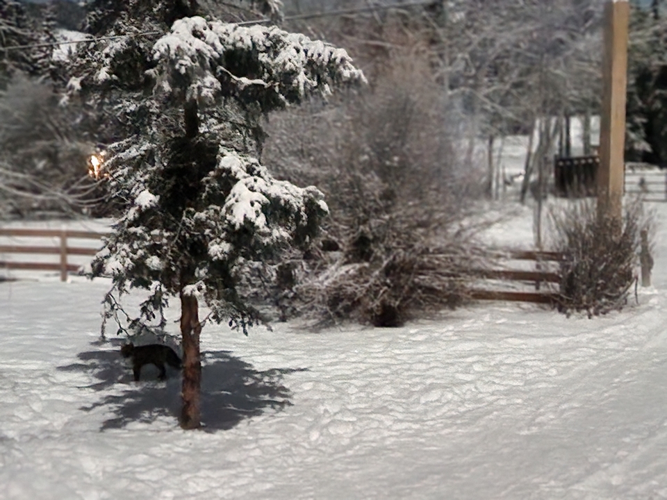 Cour enneigée avec des arbres et des clôtures.