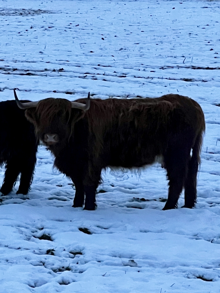 Vache Highland debout sur un sol enneigé.