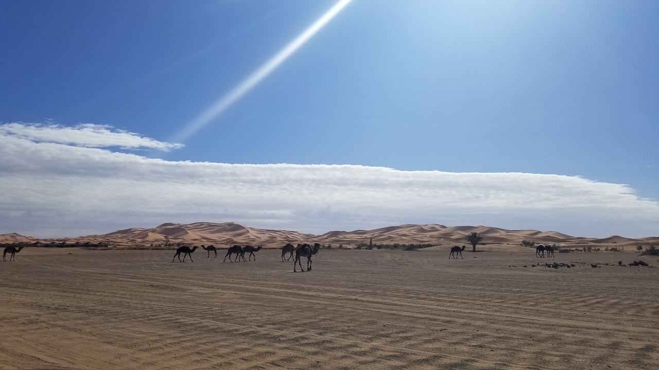 Kamele, die durch eine Wüstenlandschaft wandern.
