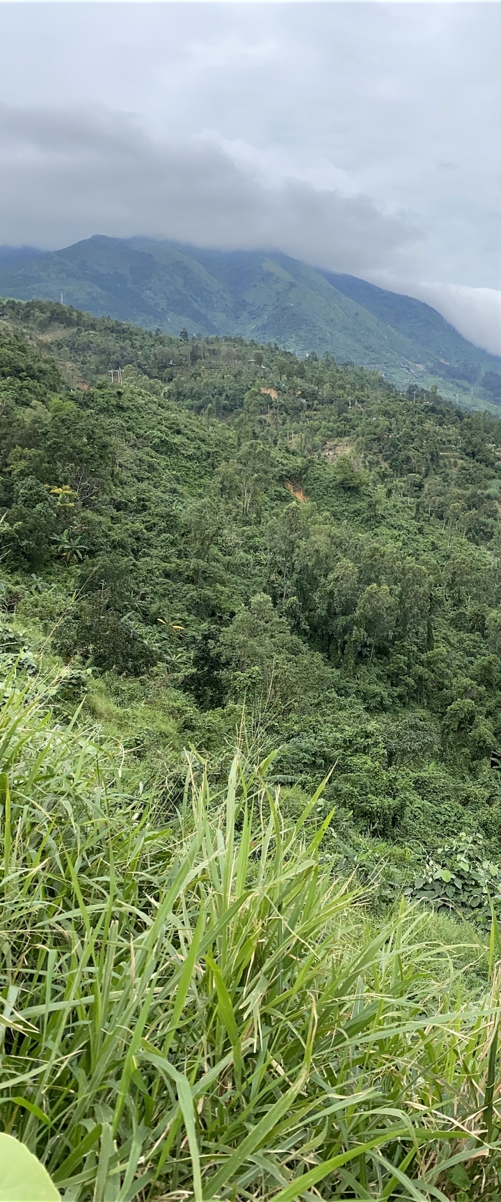 Forêt dense et verdoyante avec un point de vue surplombant une vallée.