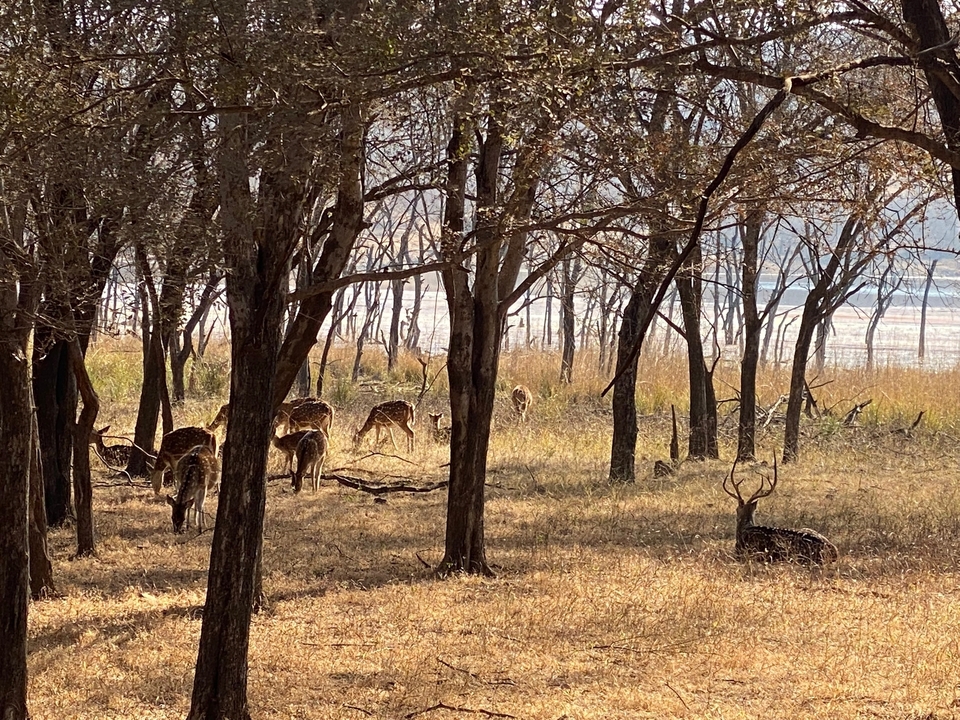 Des cerfs broutent dans la forêt.